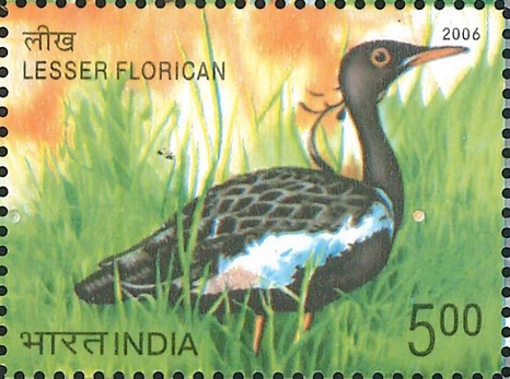 Endangered Bird of India : Sypheotides Indicus