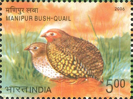 Endangered Bird of India : Perdicula Manipurensis