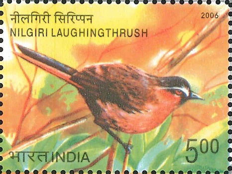 Indian Endangered Bird : Garrulax Cachinnans