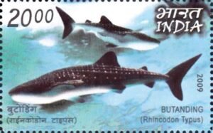 Whale Shark: Rhincodon Typus