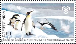 Emperor penguin : Antarctica : South Pole