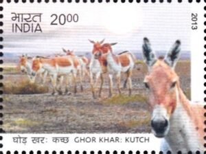 घोड़ खर : कच्छ