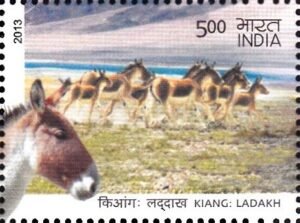 किआंग : लद्दाख