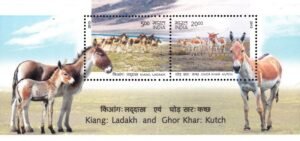 Indian Wild Asses : Gorkhar and Ghudkhur