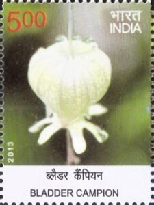 ब्लैडर कैंपियन