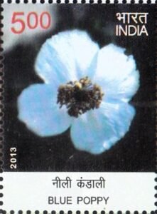 नीली कंडाली