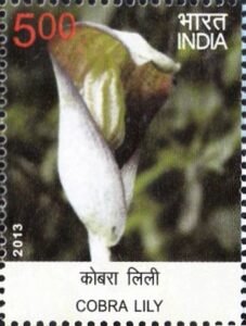 कोबरा लिली