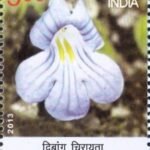 Dibang Chirita