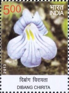 दिबांग चिरायता