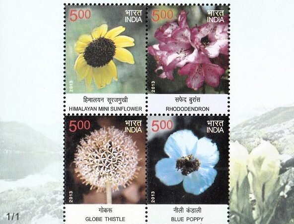 Indian Wild Flowers