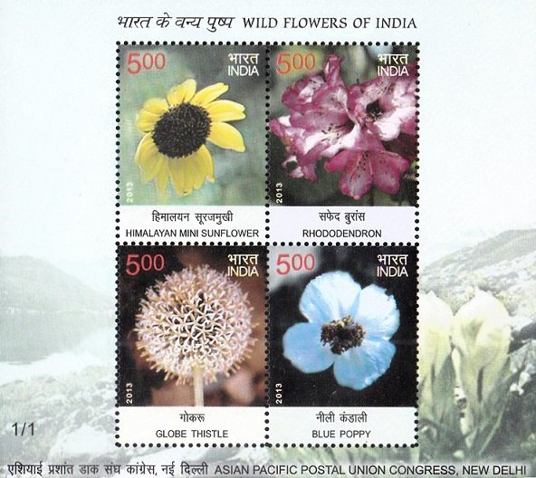 Indian Wild Flowers