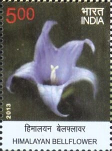 हिमालयन बेलफ्लावर