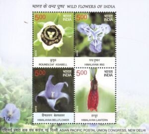 Roundleaf Asiabell, Himalayan Iris, Himalayan Bellflower and Himalayan Lantern