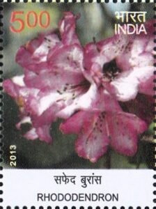 सफेद बुरांस