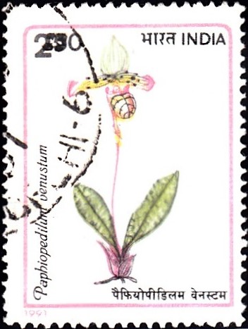 Indian Orchid