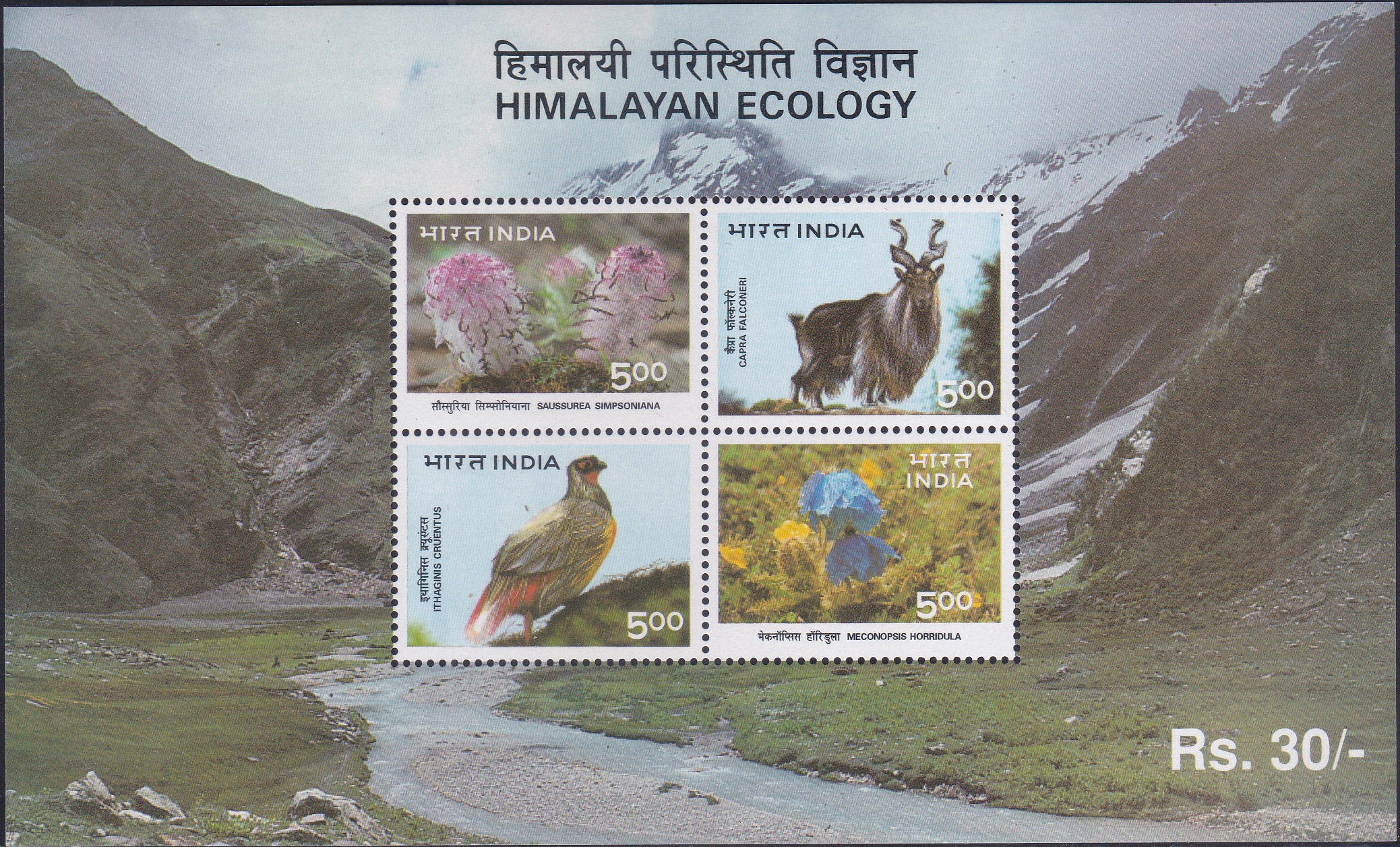 Laspa Valley : Markhor, Blood Pheasant, Phen Kamal & Himalayan Poppy