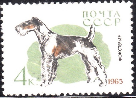 5. Fox Terrier [Dog]