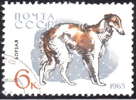 7. Borzoi [Dog]