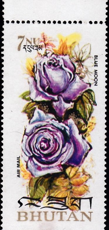 Roses of Bhutan 1973