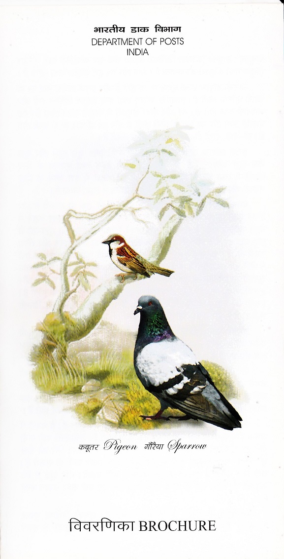 Domestic Pigeon and House Sparrow