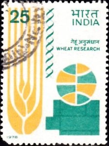 India on Wheat Research 1978