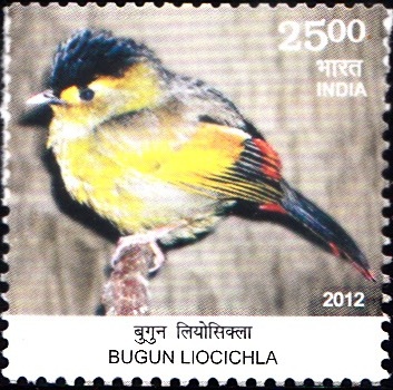 Liocichla bugunorum, Arunachal Pradesh