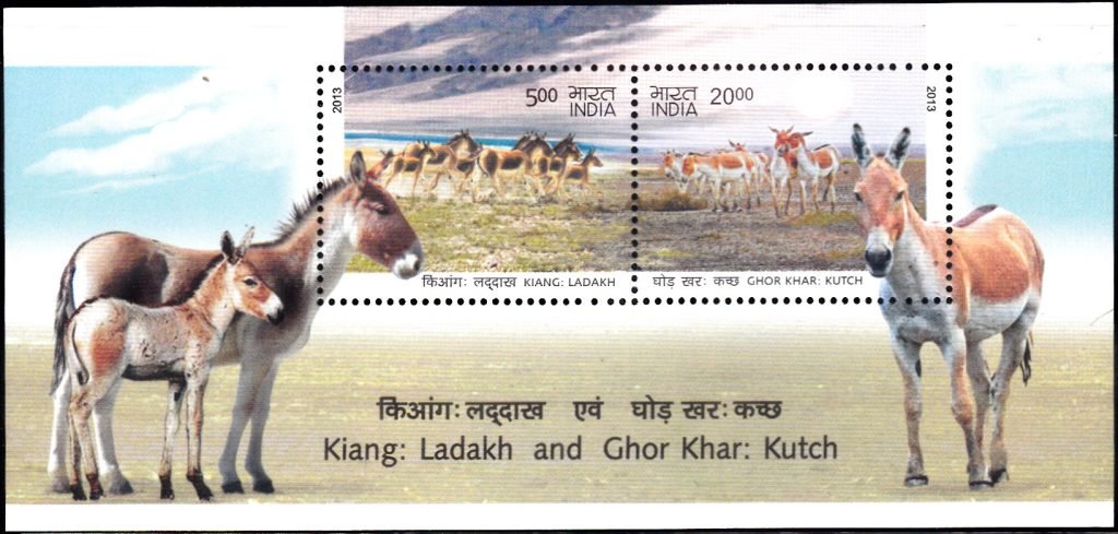 Kiang : Ladakh and Ghor Khar : Kutch