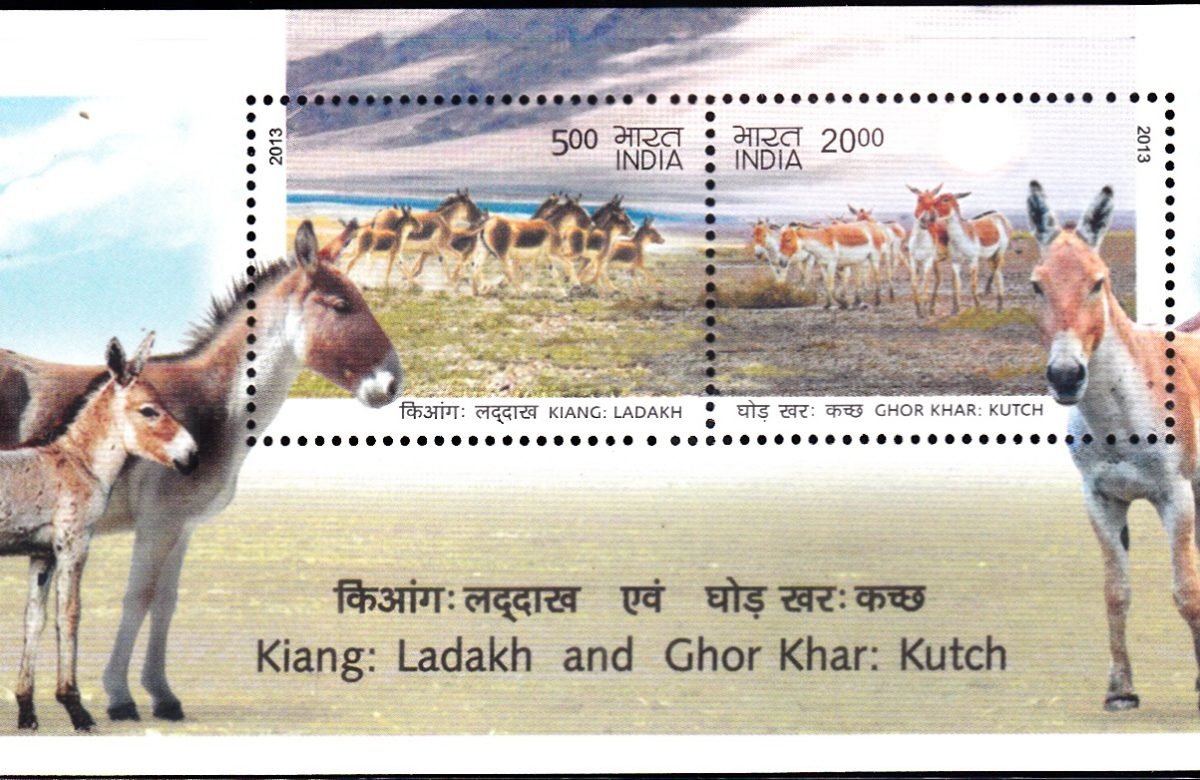 Kiang : Ladakh and Ghor Khar : Kutch