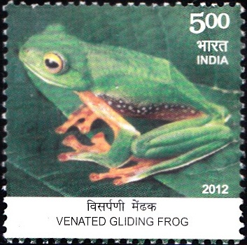 Malabar flying frog (Rhacophorus malabaricus), Western Ghats