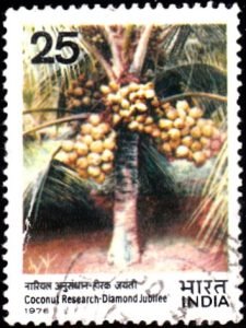 India on Coconut Research 1976