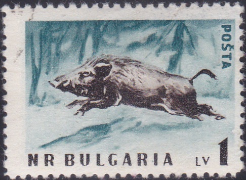 1009 Wild Boar [Bulgaria Stamp]