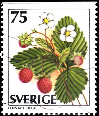 MNH Cloudberry Wild Berries on Vintage Soviet Union Postage Stamps  Blueberry Raspberry Blackberry  Art and Craft Material Strawberry