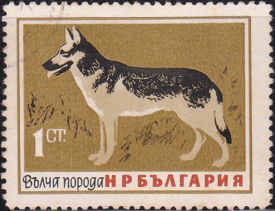 1348 German Shepherd [Dogs]