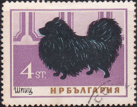 1351 Pomeranian [Dogs]