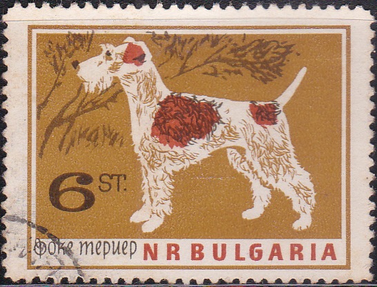 1353 Terrier [Dogs]