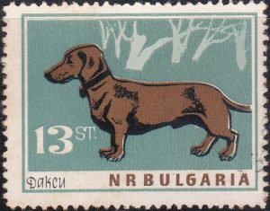 Dogs of Bulgaria 1964