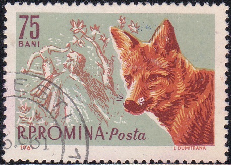 1430 Red fox and feudal hunter [Romania Stamp]