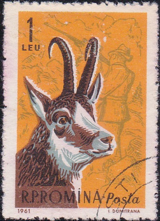 1431 Black goat and modern hunter [Romania Stamp]