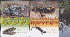 Amphibians in Israel 2014