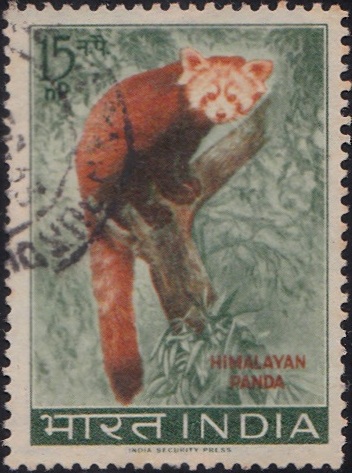 Himalayan Panda (Ailurus fulgens)