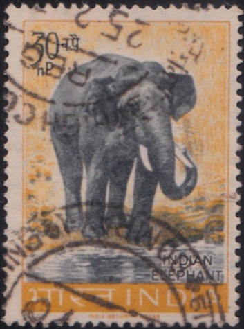 Elephas maximus indicus
