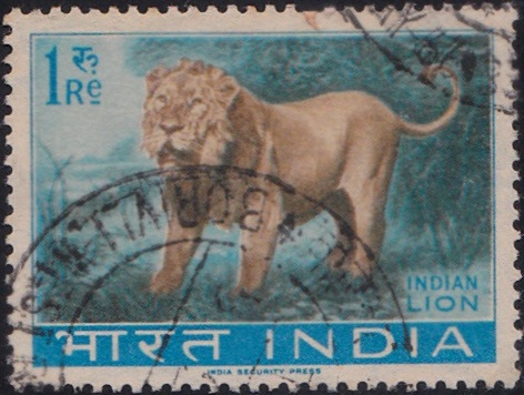 Asiatic lion (Panthera leo leo)