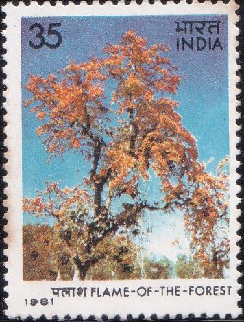 Sacred Tree : Butea monosperma