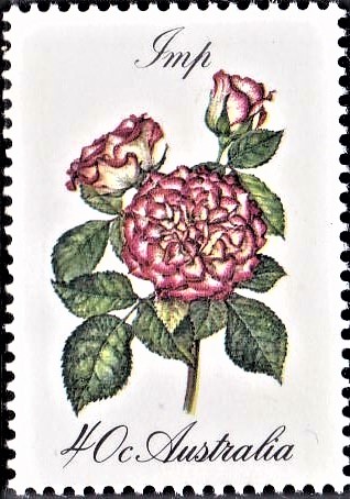 Australian Cluster Flowering Rose