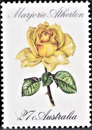 Australian Hybrid Rose
