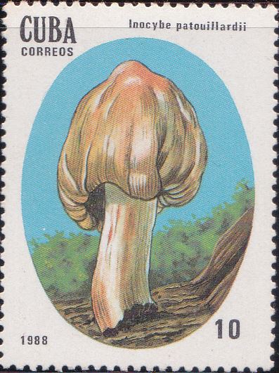 3004 Inocybe Patouillardii [Poisonous Mushrooms] Cuba Stamp 1988