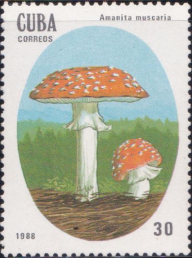 3005 Amanita Muscaria [Poisonous Mushrooms] Cuba Stamp 1988