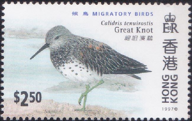 785 Great Knot [Migratory Birds] Hong Kong Stamp 1997