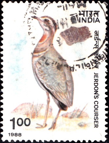 1164 Jerdon's Courser [India Stamp 1988]