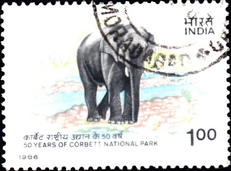 Asian elephant (Elephas maximus): Jim Corbett National Park